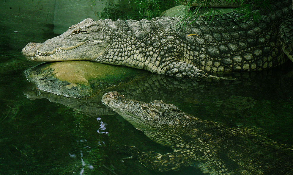Crocodylus Niloticus