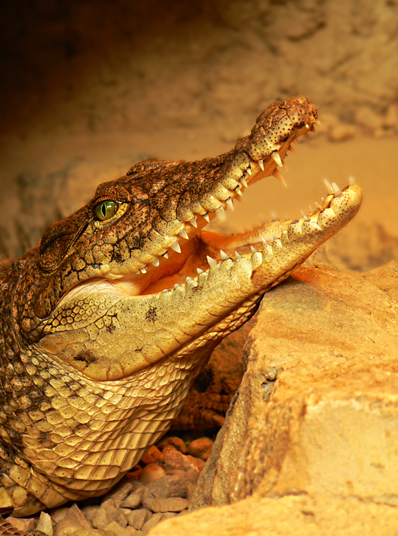 Crocodylus Niloticus