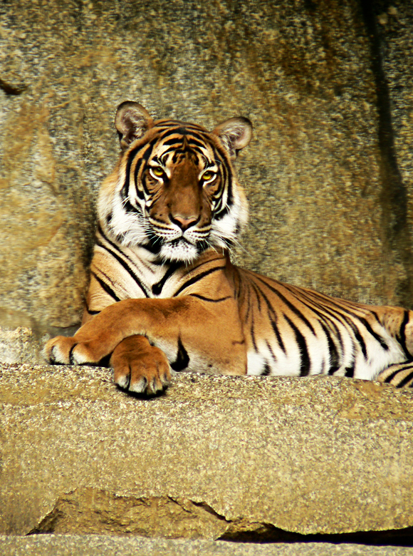 Panthera Tigris Corbetti