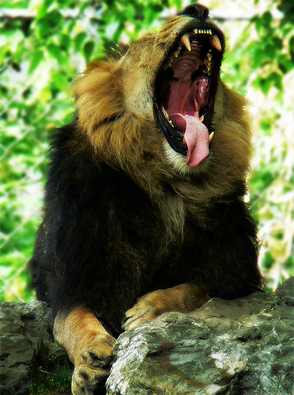 Panthera Leo Persica